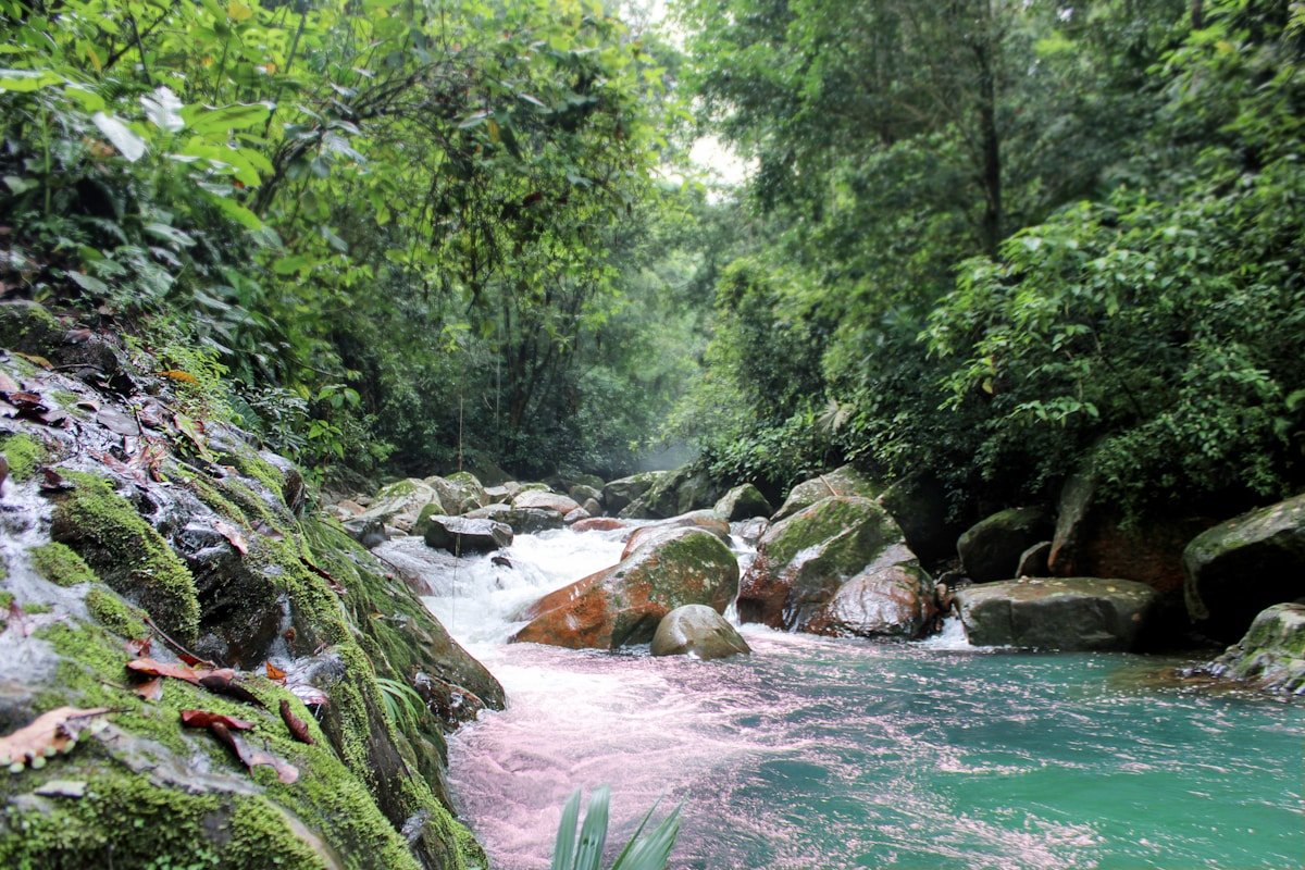 Vibrant teal and pink river flowing through lush green jungle, Colombia