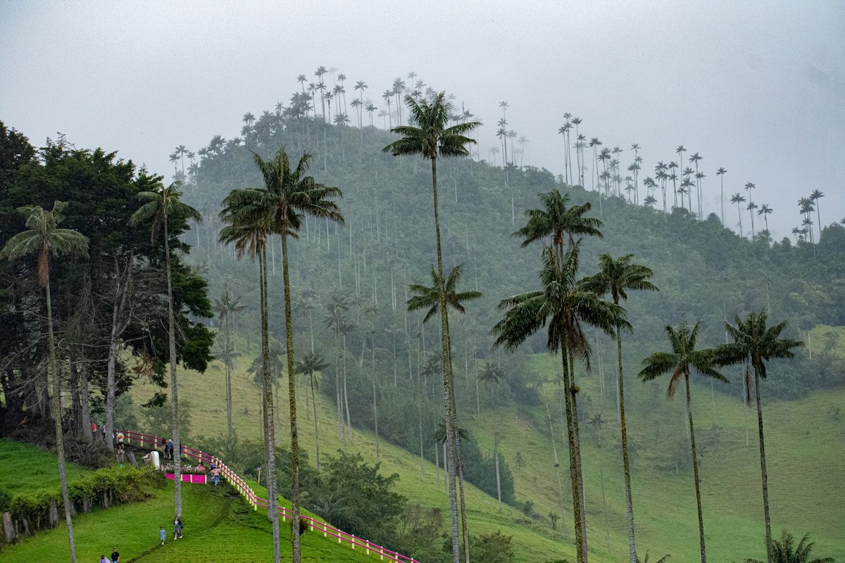 Tall wax palm trees rising from the misty green hillsides of the Cocora Valley in Colombia