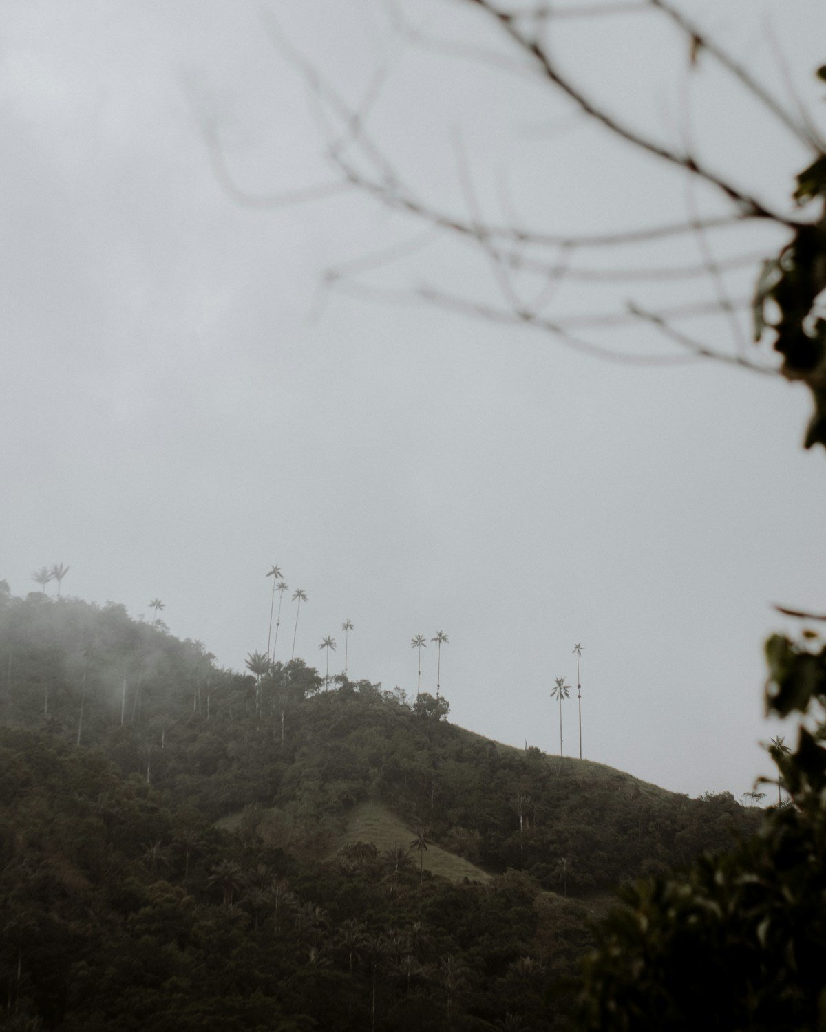 Tall wax palm trees emerging from misty cloud forest hillside, Cocora Valley, Colombia