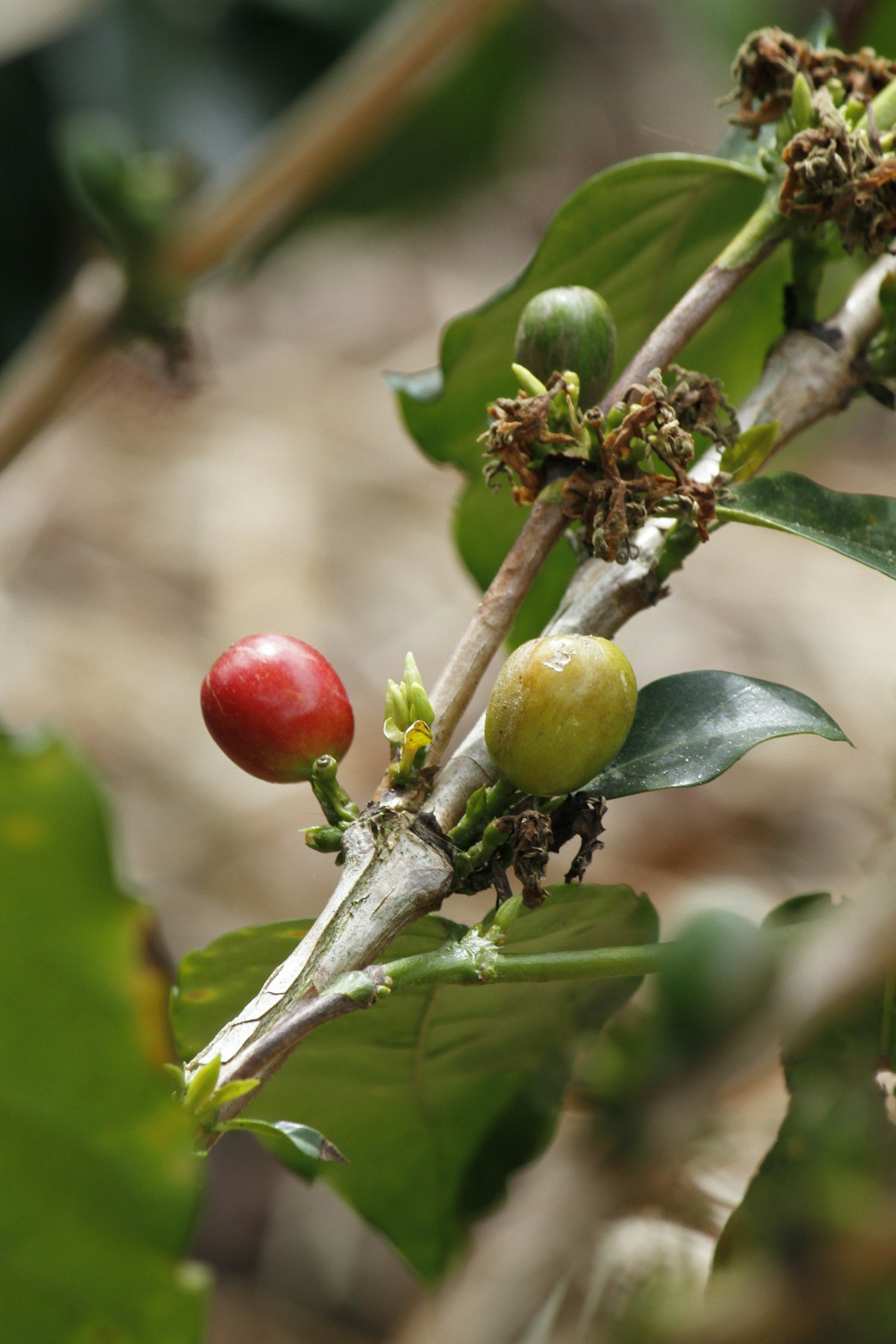 Red and green coffee cherries ripening on branch in Risaralda, Colombia