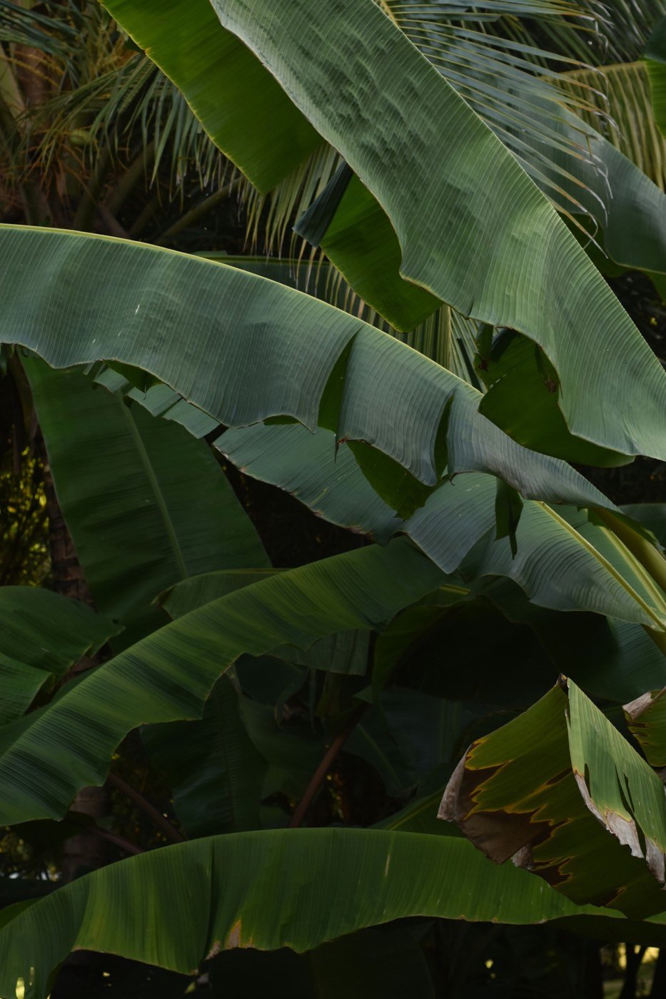 Banana tree leaves in the Magdalena department of Colombia, near Aracataca