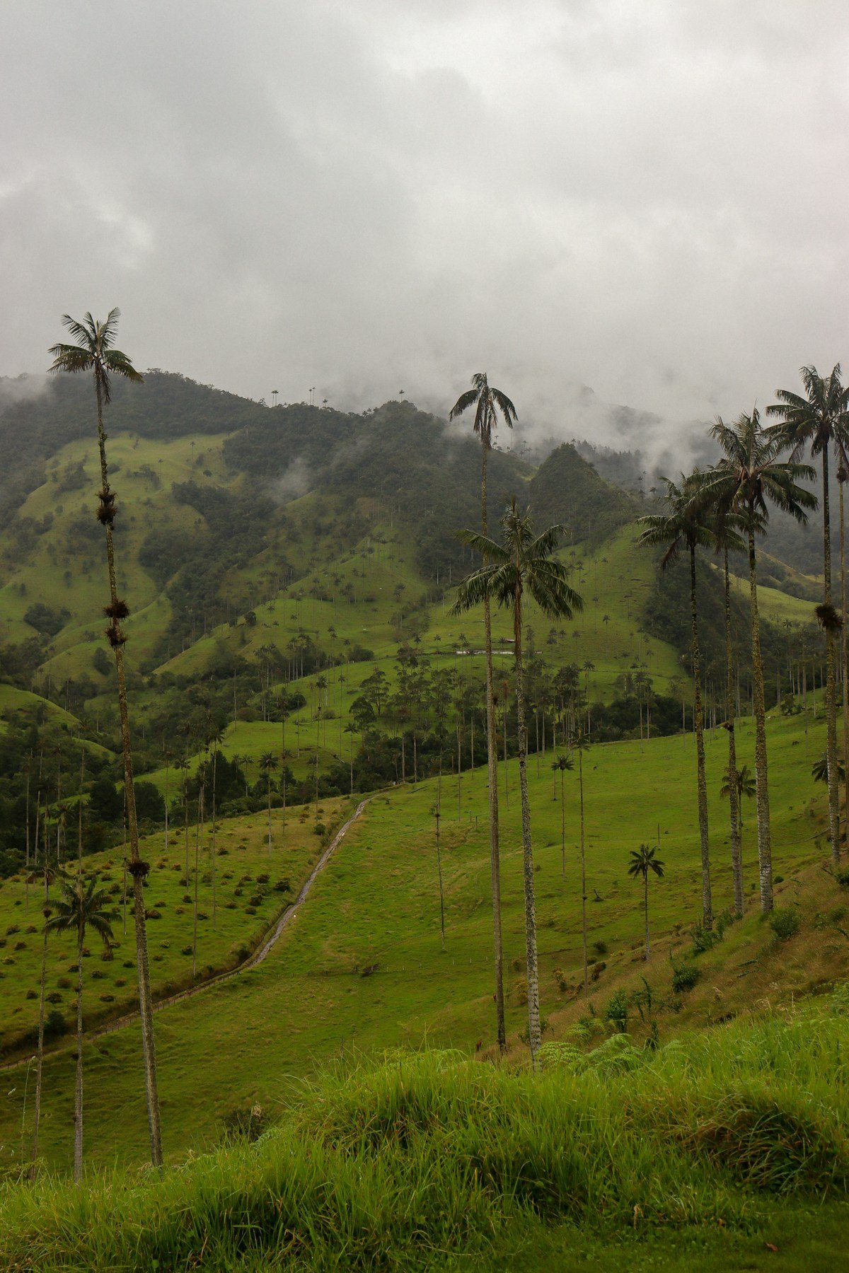 Wax palm trees rising from misty green hills in Valle del Cocora, Salento, Colombia