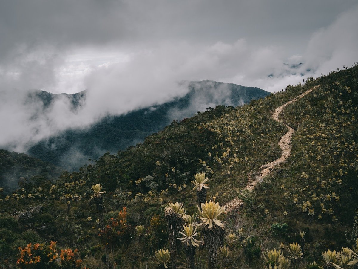 Andean highland landscape with frailejones on a misty mountain trail near Jardín, Antioquia, Colombia