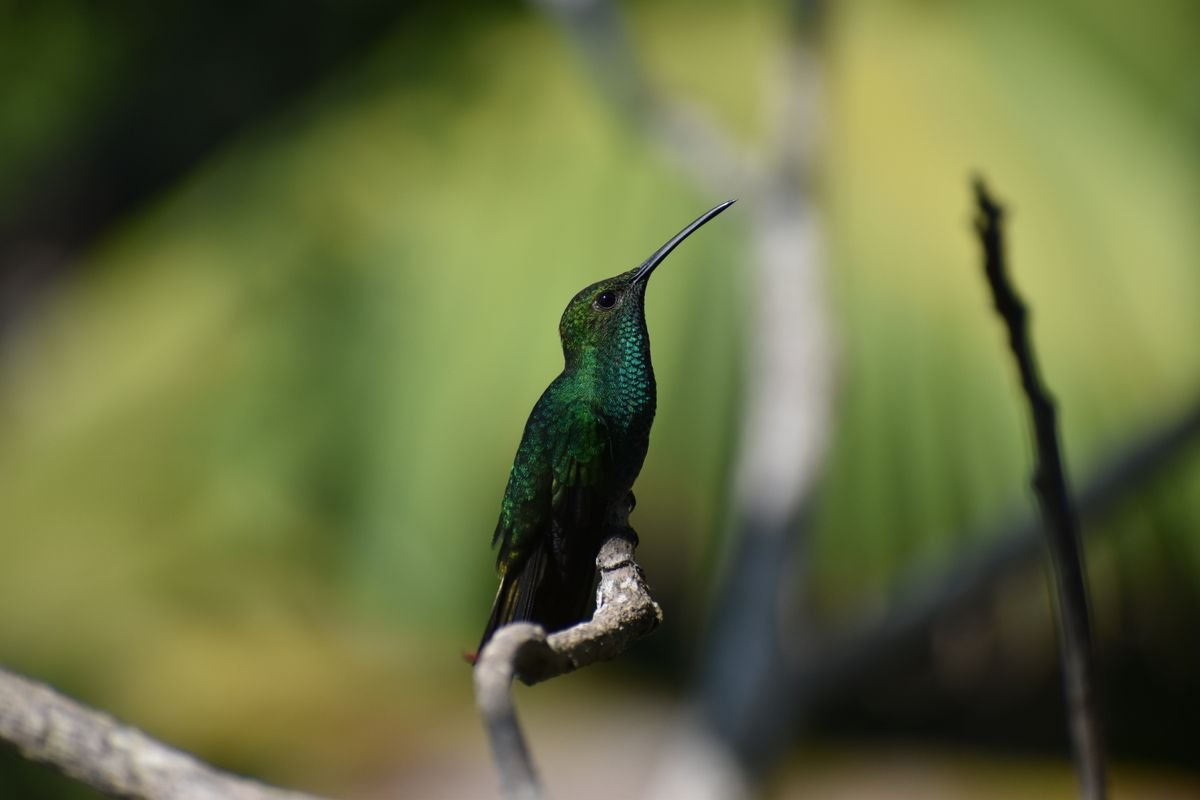 Green hummingbird perched on a branch in Minca, in the Sierra Nevada de Santa Marta foothills, Colombia