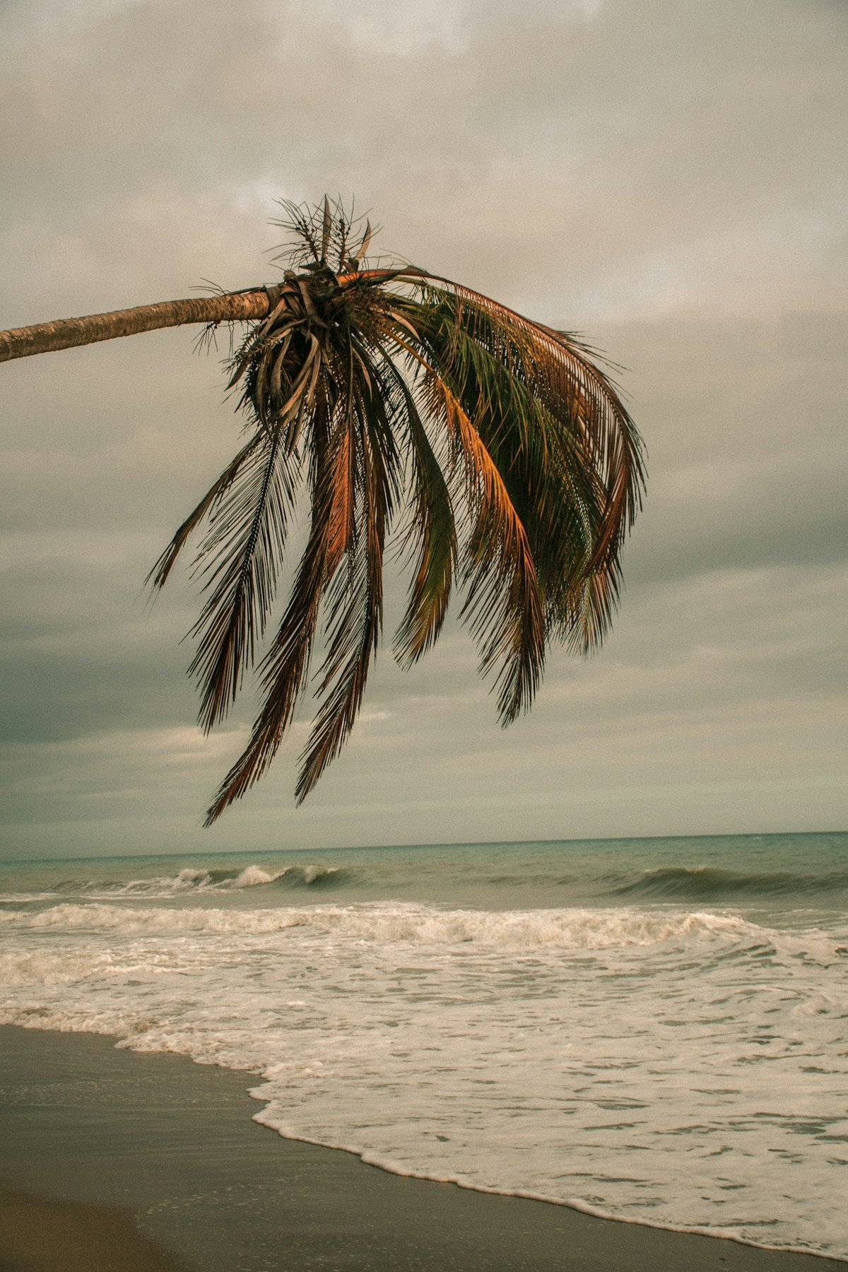 Leaning palm tree on the wild Caribbean beach at Palomino, Colombia
