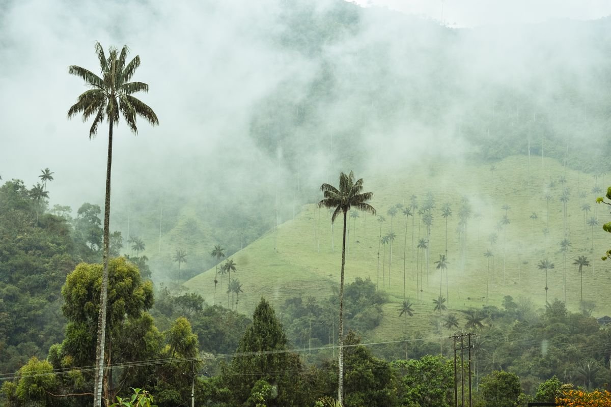 Towering wax palms rising through fog in Cocora Valley, Colombia