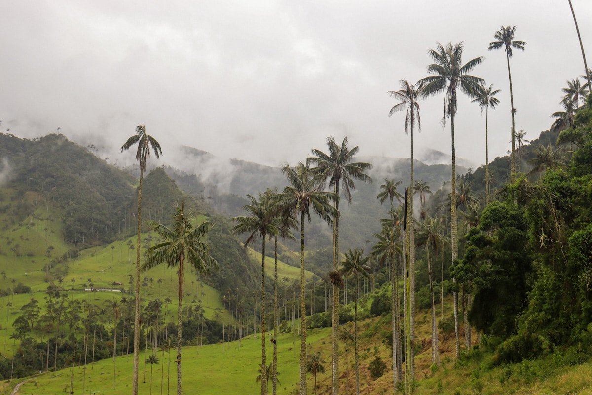 Tall wax palm trees rising above misty green hillsides in Cocora Valley, Colombia