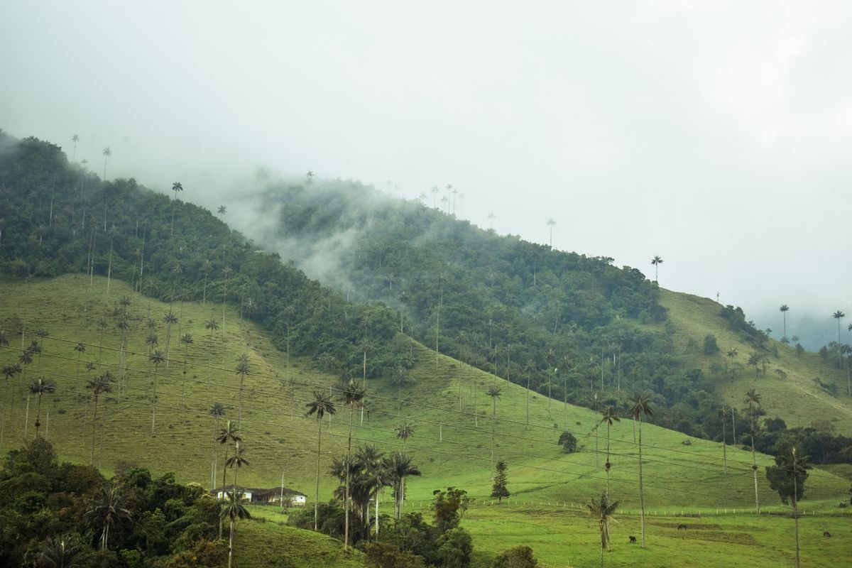 Wax palms scattered across misty green slopes in Cocora Valley, Quindío