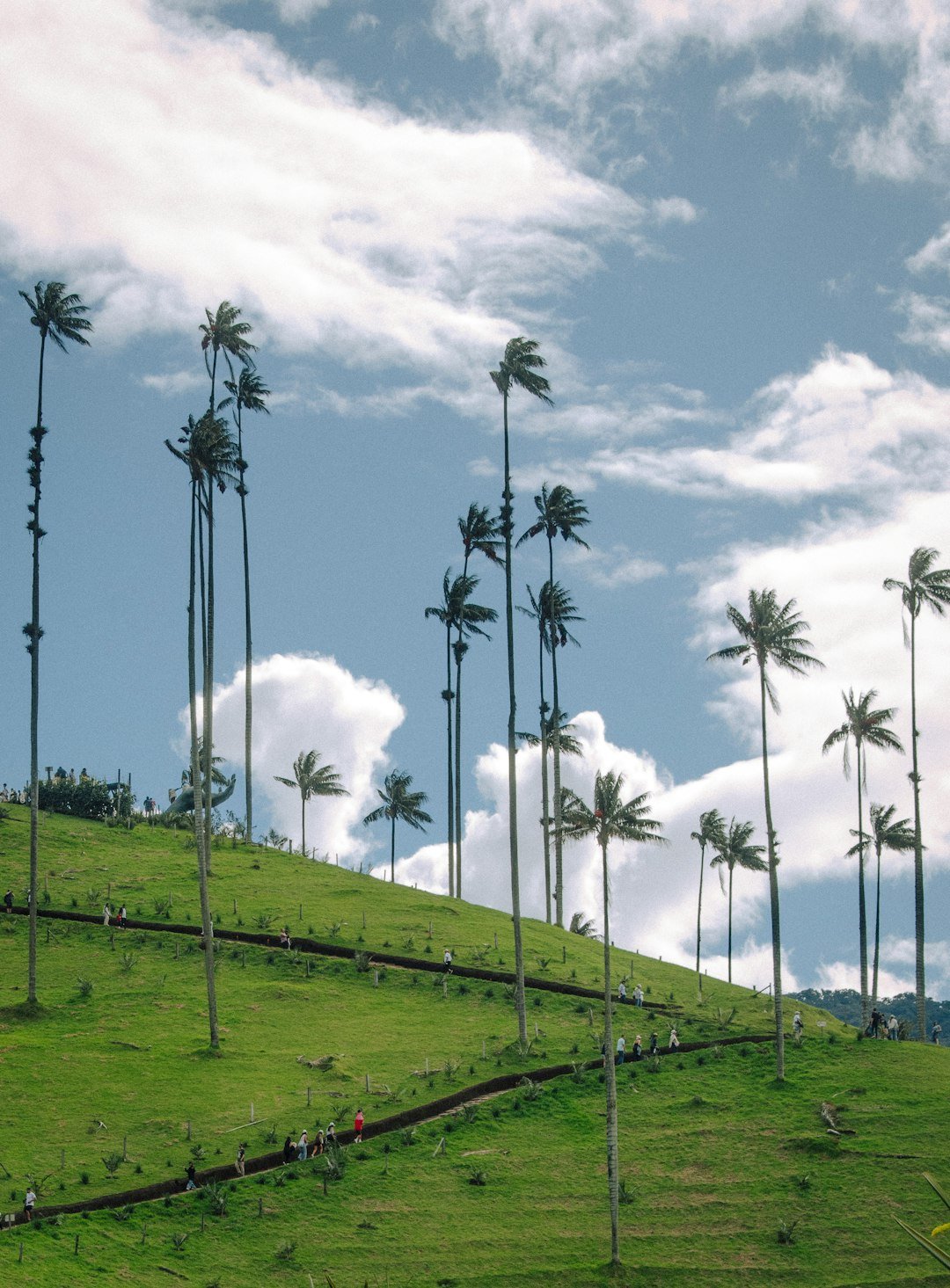 Tall wax palms rising through cloud and mist in the Cocora Valley near Salento, Colombia