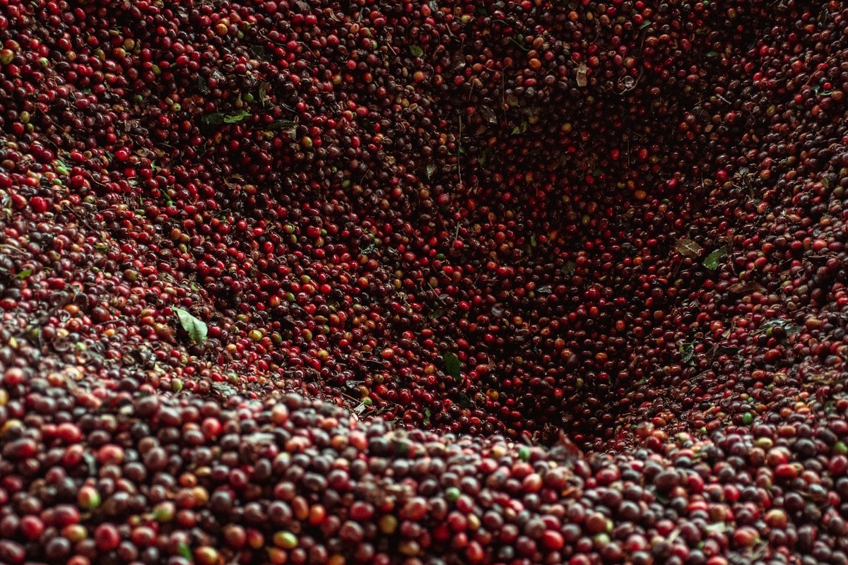 Red coffee cherries freshly picked on a branch in Colombia's Coffee Region