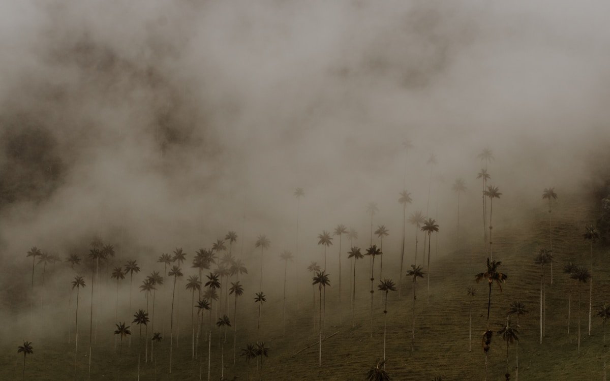 Green hillsides covered in coffee plants in Colombia's Eje Cafetero with wax palms in the distance