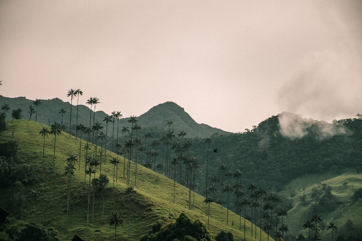 Green coffee plantation hills in Colombia's Eje Cafetero