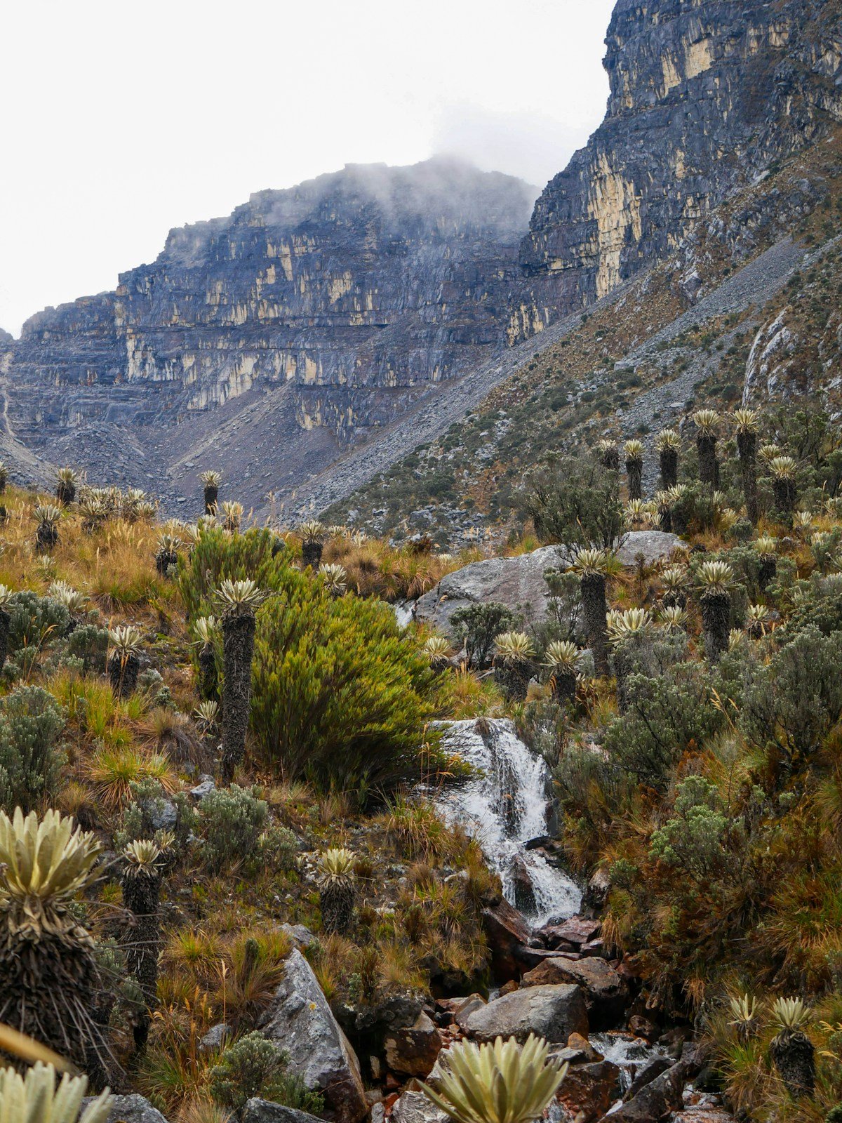 Colombian high-altitude paramo landscape with frailejones and a waterfall on rocky slopes