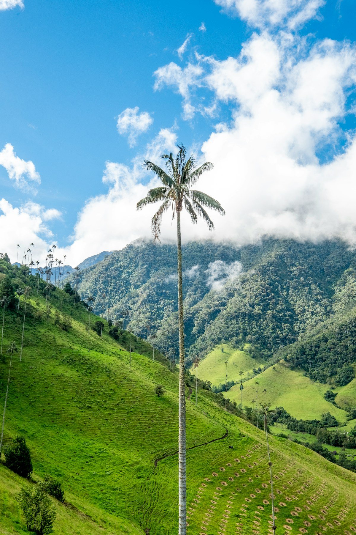 Vista panoramica de Colombia con montanas andinas y vegetacion tropical
