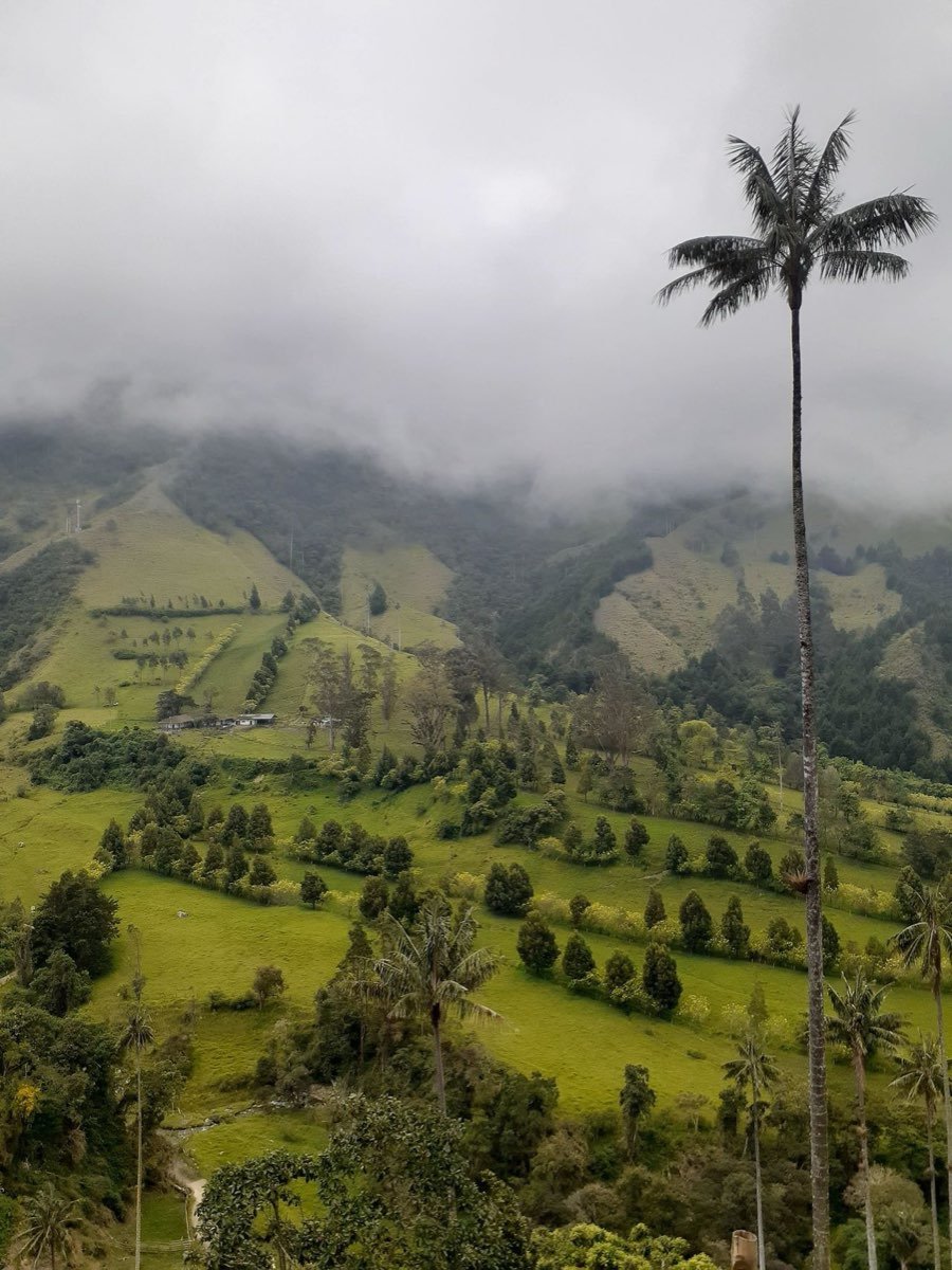 Wax palms rising through cloud in the Cocora Valley, Colombia