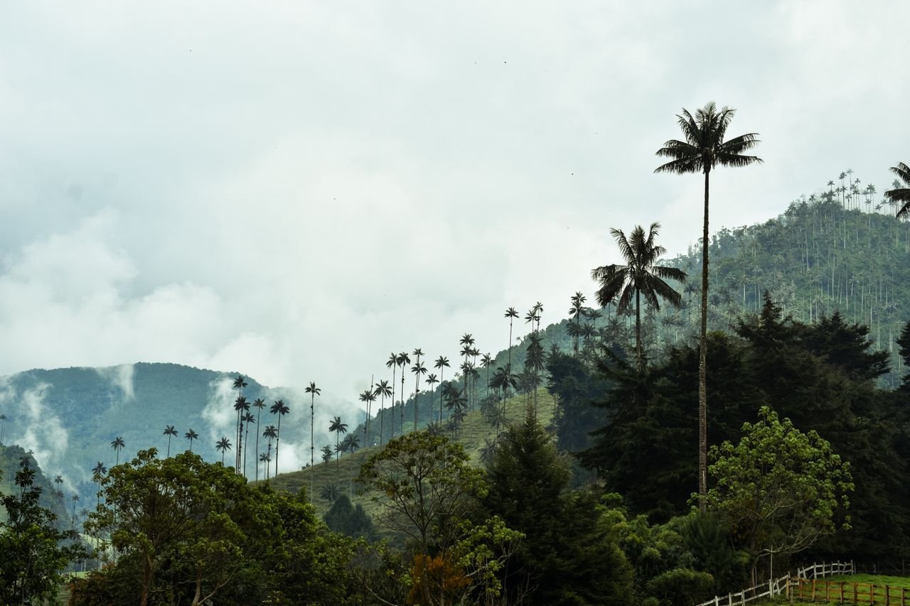 Wax palms and green pasture in the Cocora Valley, Colombia