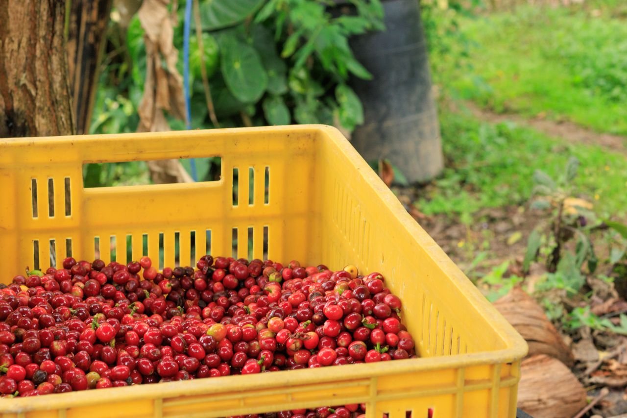 Crate of ripe red coffee cherries on a Colombian farm