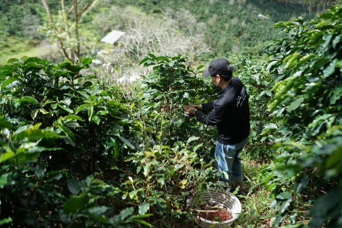 Worker picking coffee cherries among coffee bushes in Colombia