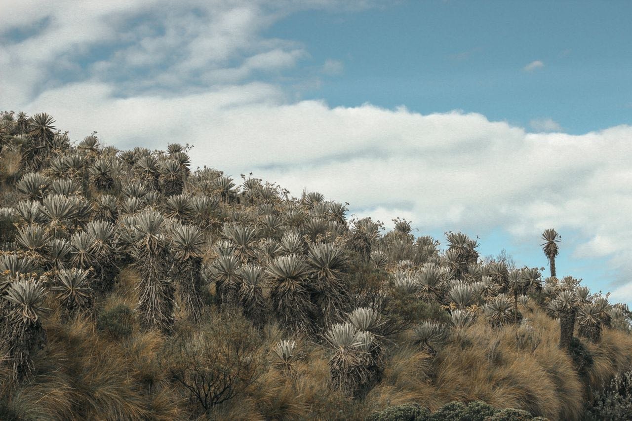 Ladera cubierta de frailejones bajo cielo azul en Colombia