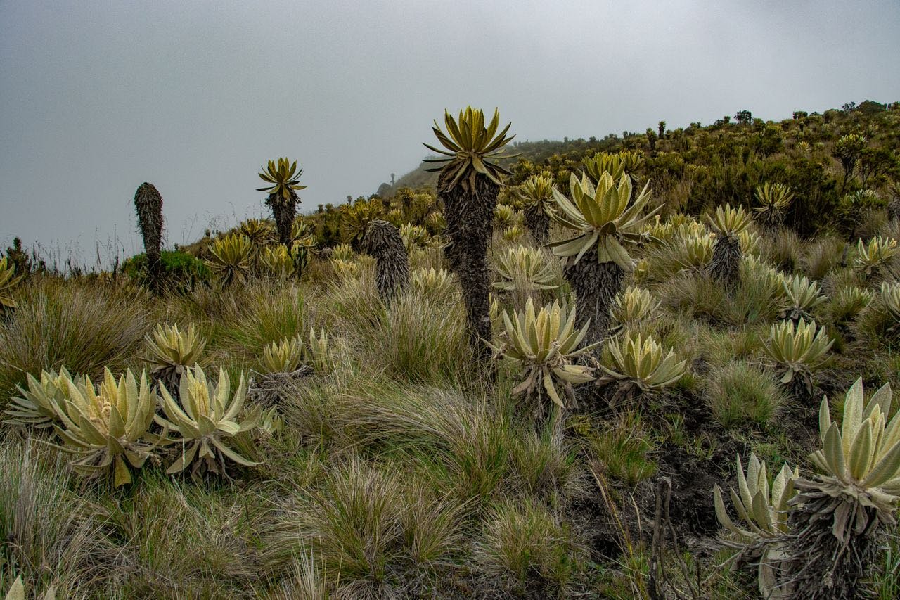 Frailejones en un paisaje de páramo con niebla en Colombia
