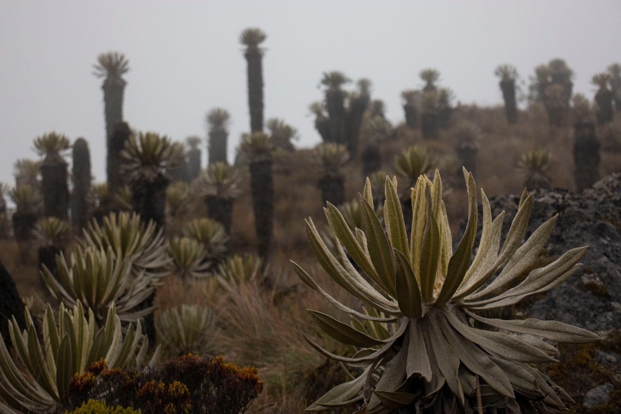 Frailejones entre la niebla en el páramo cerca de Manizales, Colombia