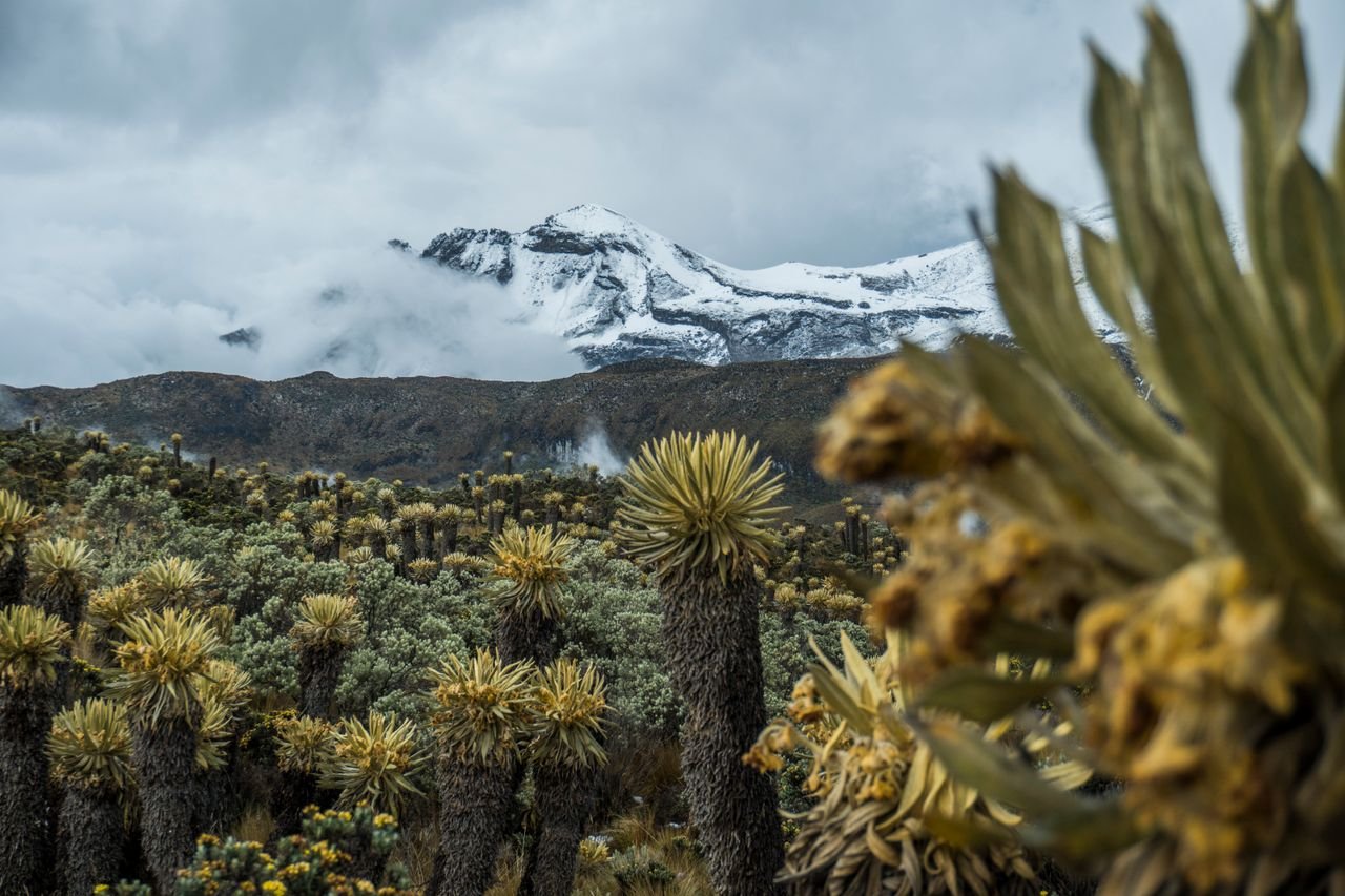 Pico andino nevado sobre frailejones en Colombia