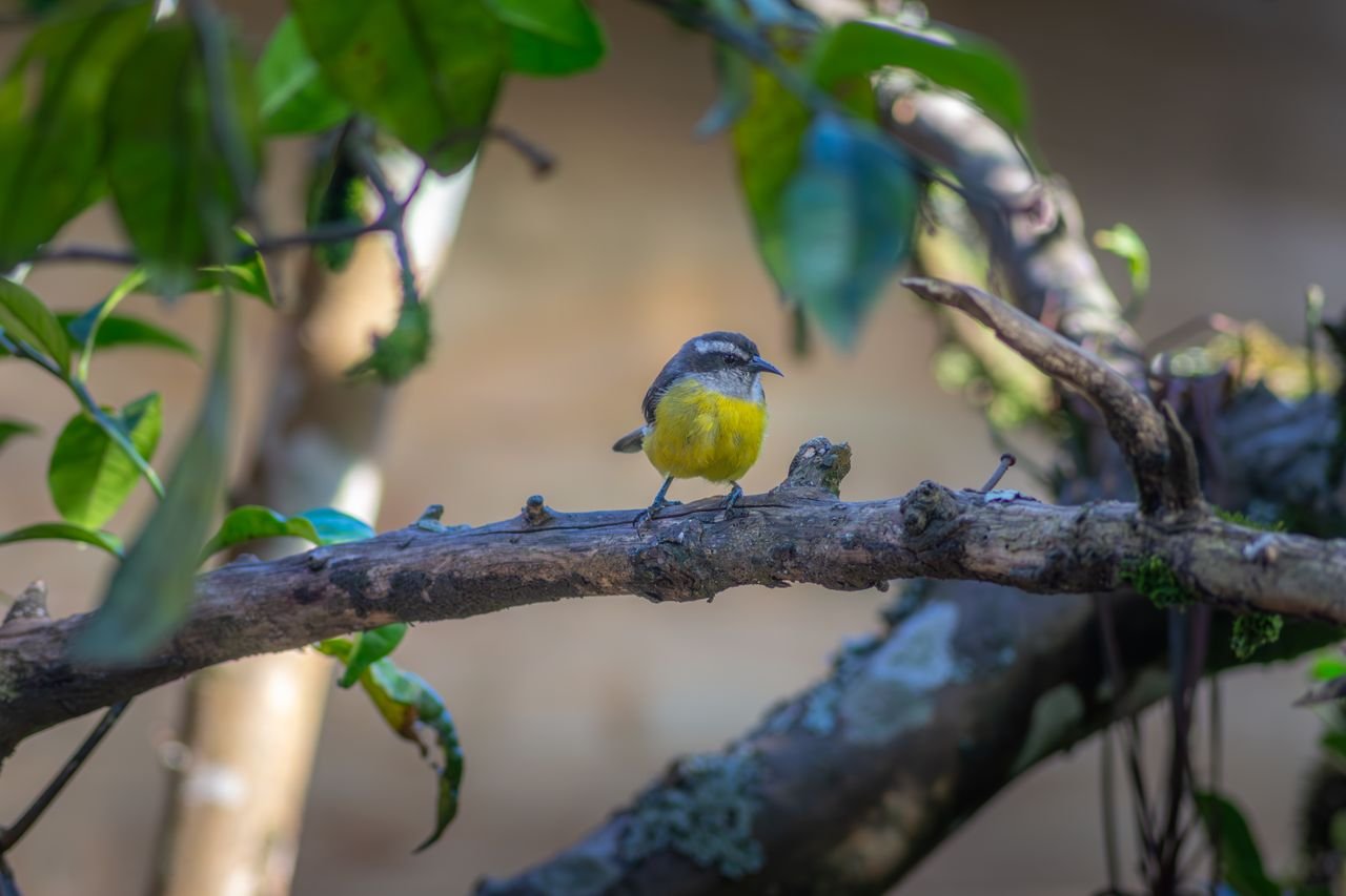 Pequeño pájaro de pecho amarillo posado en una rama del bosque colombiano