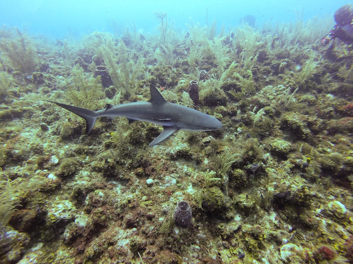 Blacktipped shark swimming over coral reef in Providencia Island's marine park, Colombia