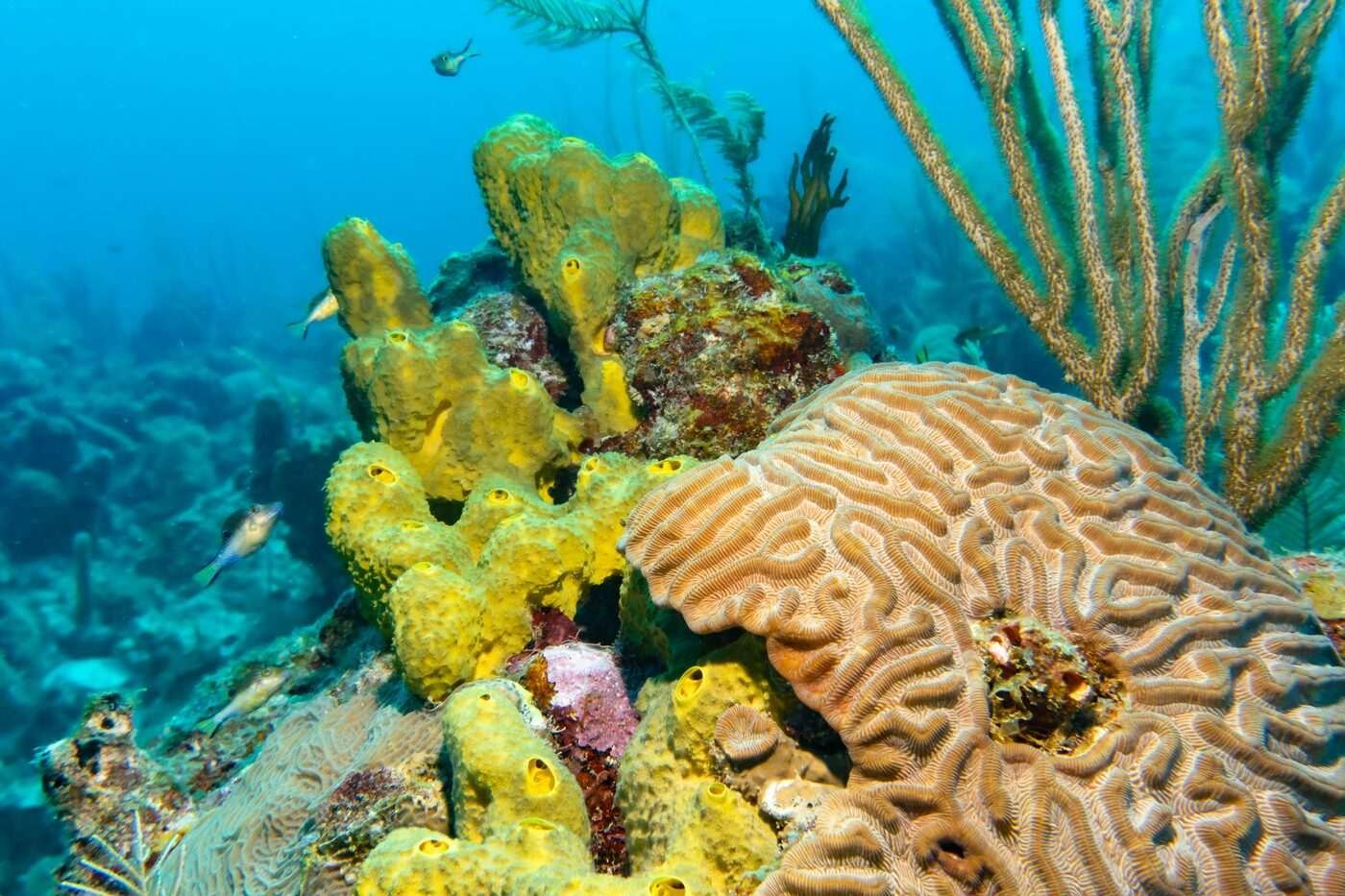 Peces de arrecife de colores nadando sobre coral en las aguas turquesas frente a la Isla San Andrés, Colombia