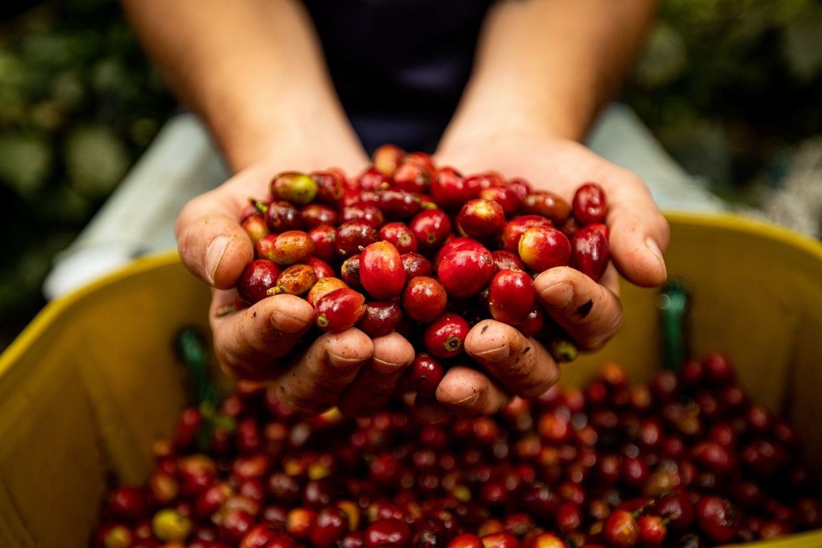 Hands holding ripe red coffee cherries above a yellow harvest crate