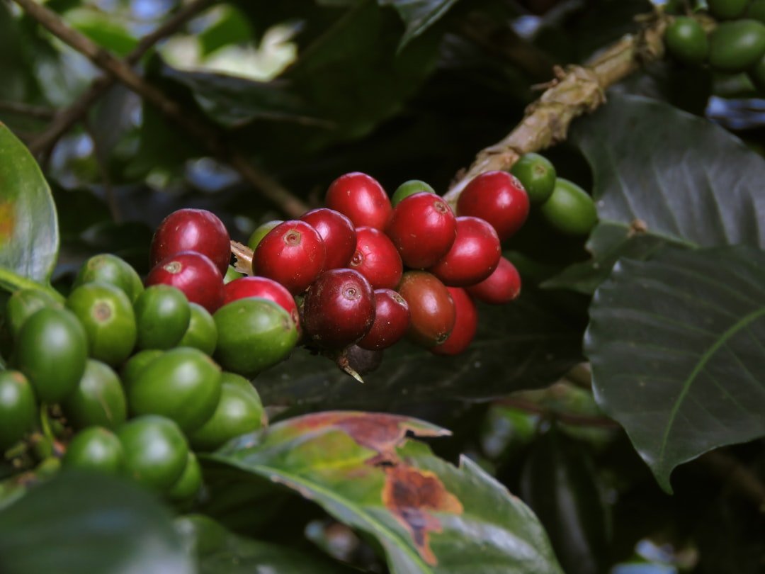 Coffee cherries ripening on a coffee plant at a finca in the Salento coffee region, Colombia