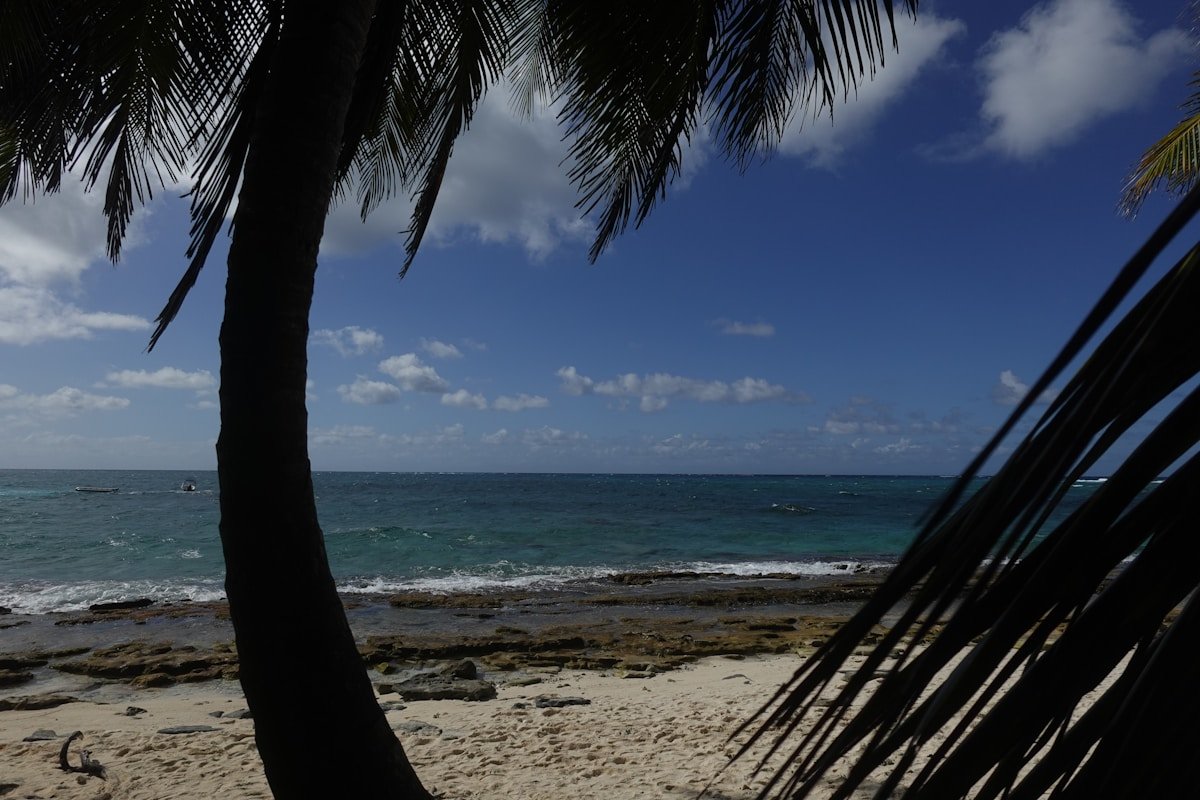 Palm tree silhouetted against turquoise Caribbean water on San Andrés Island, Colombia