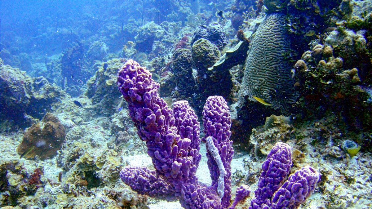 Vibrant purple sea sponges and coral formations on the Caribbean reef around San Andrés, Colombia