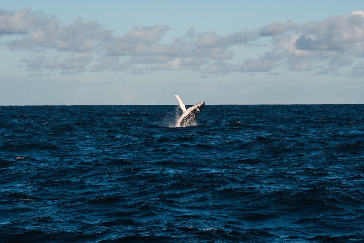 Ballena jorobada saltando en el oceano Pacifico colombiano cerca de Buenaventura